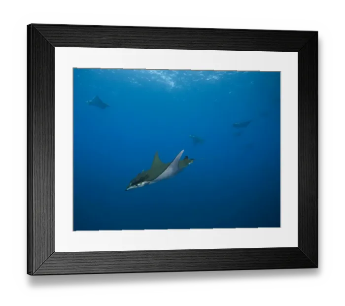 Framed Print : Sicklefin Devil Rays or Box Rays -Mobula tarapacana-, near Santa Maria, Azores, Atlantic Ocean, Portugal Framed Print : Sicklefin Devil Rays or Box Rays -Mobula tarapacana-, near Santa Maria, Azores, Atlantic Ocean, Portugal