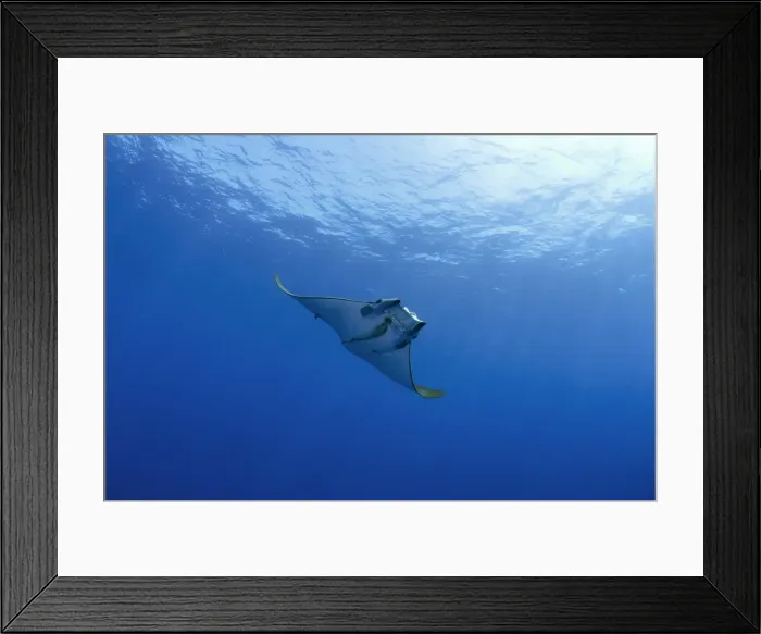 Framed Print : Sicklefin Devil Ray or Box Ray -Mobula tarapacana-, near Santa Maria, Azores, Atlantic Ocean, Portugal Framed Print : Sicklefin Devil Ray or Box Ray -Mobula tarapacana-, near Santa Maria, Azores, Atlantic Ocean, Portugal
