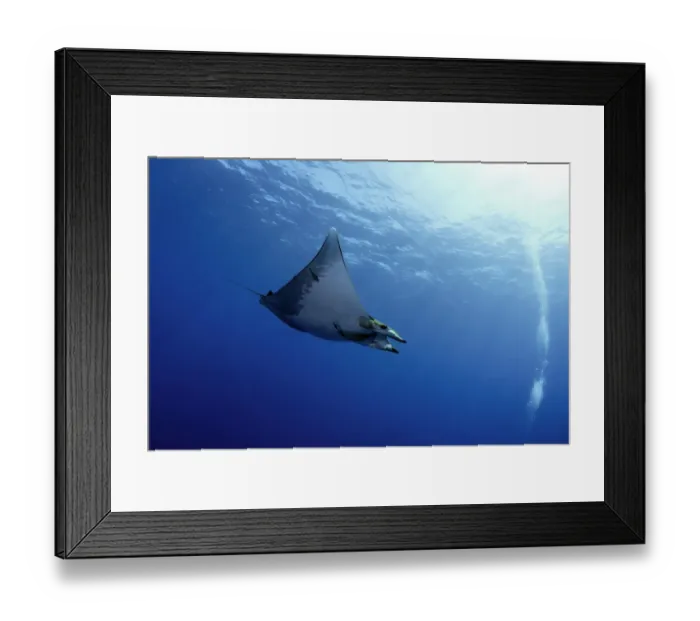 Framed Print : Sicklefin Devil Ray or Box Ray -Mobula tarapacana-, near Santa Maria, Azores, Atlantic Ocean, Portugal
