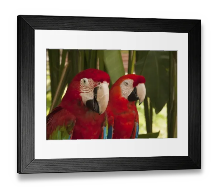 Framed Print : Macaws -Ara-, pair, captive, Bali, Indonesia Framed Print : Macaws -Ara-, pair, captive, Bali, Indonesia