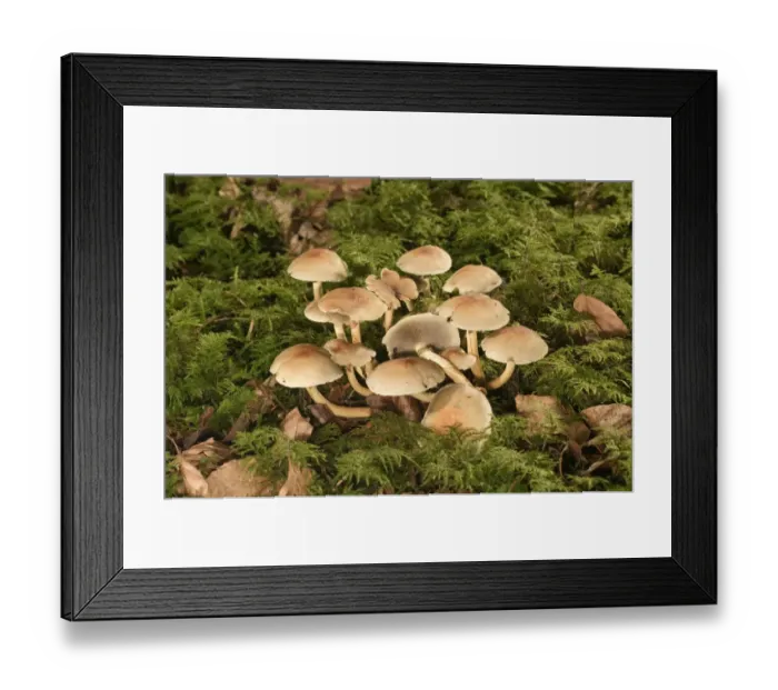 Framed Print : Smokey Gilled Woodlover mushroom -Hypholoma capnoides-, Untergroeningen, Baden-Wuerttemberg, Germany, Europe Framed Print : Smokey Gilled Woodlover mushroom -Hypholoma capnoides-, Untergroeningen, Baden-Wuerttemberg, Germany, Europe
