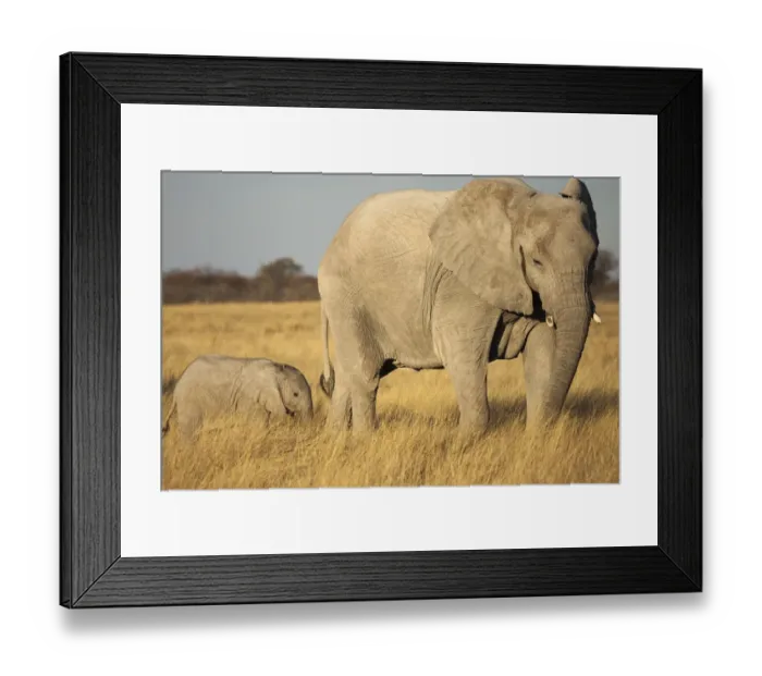 Framed Print : African elephant -Loxodonta africana- with baby elephant, Etosha National Park, Namibia, Africa Framed Print : African elephant -Loxodonta africana- with baby elephant, Etosha National Park, Namibia, Africa