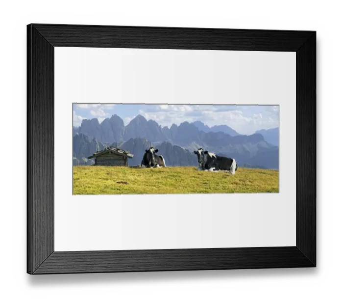 Framed Print : Cows on Aferer Alm alp on Plosen mountain, with the Afer Geisler group and Peitlerkofel mountain, Wuerzjoch ridge, Villnoesstal valley, Dolomites, province of Bolzano-Bozen, Italy, Europe Framed Print : Cows on Aferer Alm alp on Plosen mountain, with the Afer Geisler group and Peitlerkofel mountain, Wuerzjoch ridge, Villnoesstal valley, Dolomites, province of Bolzano-Bozen, Italy, Europe