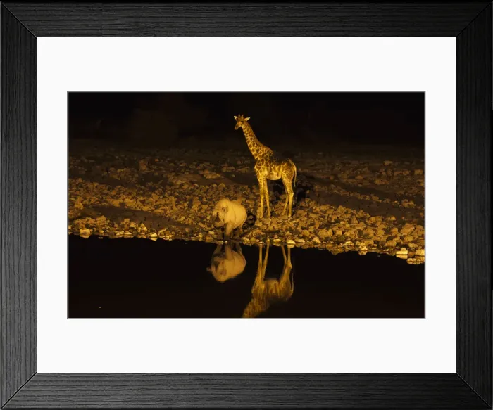 Framed Print : Giraffe -Giraffa camelopardalis- and Black or Hook-lipped Rhinoceros -Diceros bicornis- at waterhole at night, Etosha National Park, Namibia, Africa Framed Print : Giraffe -Giraffa camelopardalis- and Black or Hook-lipped Rhinoceros -Diceros bicornis- at waterhole at night, Etosha National Park, Namibia, Africa