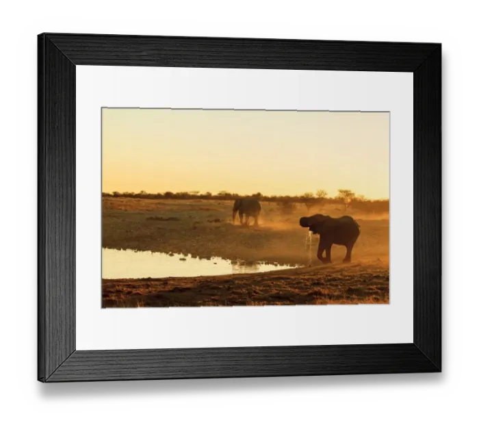 Framed Print : African Elephant -Loxodonta africana-, male, Etosha National Park, Namibia, Africa Framed Print : African Elephant -Loxodonta africana-, male, Etosha National Park, Namibia, Africa