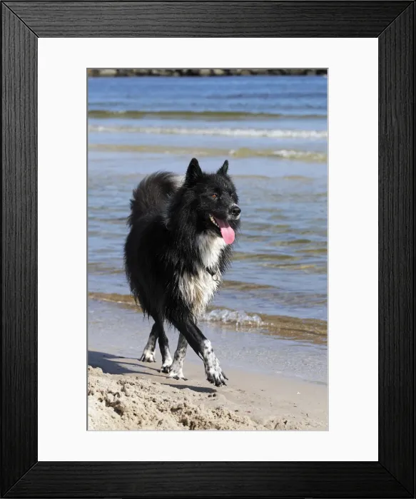 Framed Print : Mongrel, male dog -Canis lupus familiaris-, on a beach Framed Print : Mongrel, male dog -Canis lupus familiaris-, on a beach