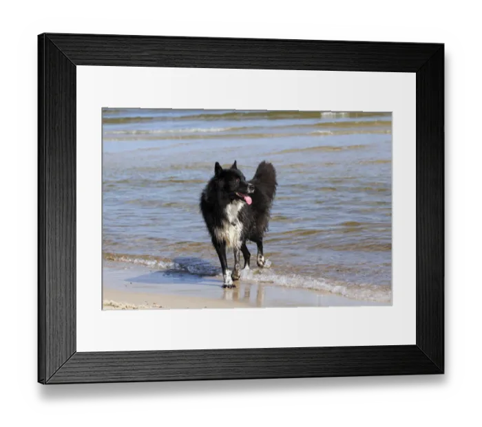 Framed Print : Mongrel, male dog -Canis lupus familiaris-, on a beach Framed Print : Mongrel, male dog -Canis lupus familiaris-, on a beach