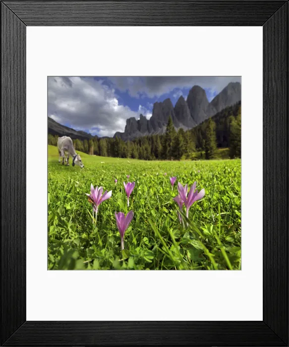 Framed Print : Mountain pasture with a dairy cow and flowers, after a thunderstorm, Zanser Alm alp, Santa Maddalena, Villnoess or Funes Valley, Geisler Group, Odle Mountains, Dolomites, South Tyrol, Italy, Europe Framed Print : Mountain pasture with a dairy cow and flowers, after a thunderstorm, Zanser Alm alp, Santa Maddalena, Villnoess or Funes Valley, Geisler Group, Odle Mountains, Dolomites, South Tyrol, Italy, Europe