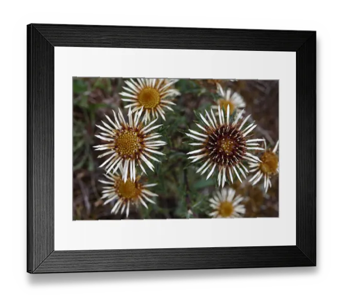 Framed Print : Carline Thistle -Carlina vulgaris-, flowering, Niederlemb, Hesse, Germany, Europe Framed Print : Carline Thistle -Carlina vulgaris-, flowering, Niederlemb, Hesse, Germany, Europe