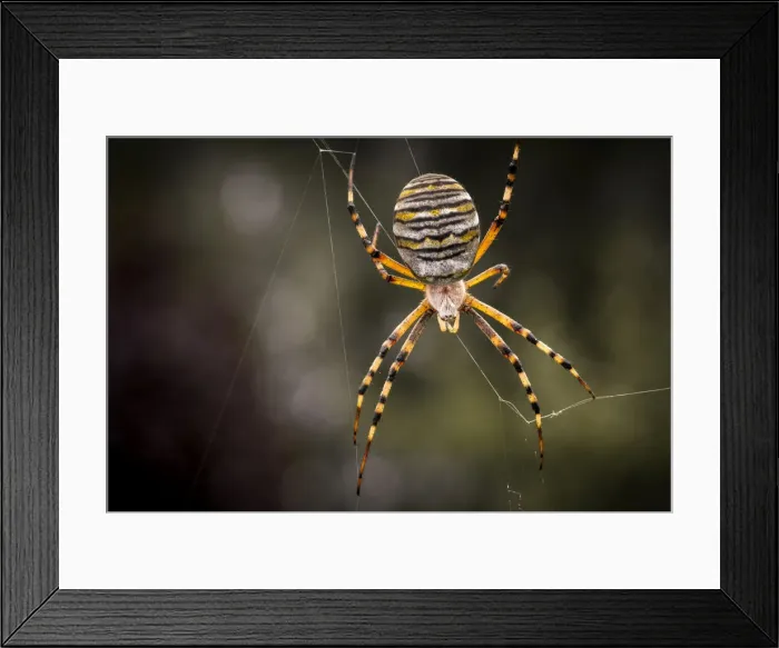 Framed Print : Wasp Spider -Argiope bruennichi-, Strobitzer Badesee, Cottbus, Brandenburg, Germany Framed Print : Wasp Spider -Argiope bruennichi-, Strobitzer Badesee, Cottbus, Brandenburg, Germany