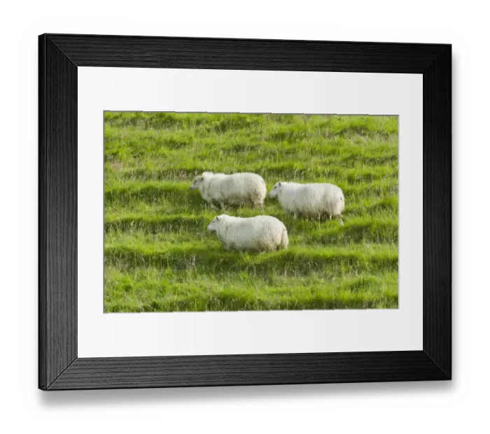 Framed Print : Sheep on a green meadow, Iceland Framed Print : Sheep on a green meadow, Iceland