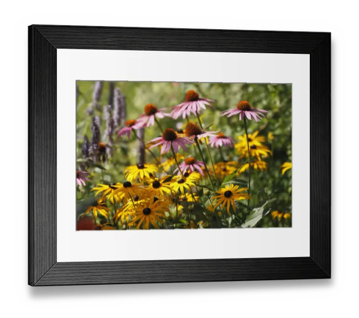 Framed Print : Close-up of Eastern Purple coneflowers (Echinacea purpurea) flowering, Geretsried, Bavaria, Germany