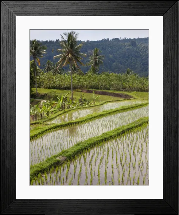 Framed Print : Rice fields near Banjar, North Bali, Bali, Indonesia, Southeast Asia, Asia Framed Print : Rice fields near Banjar, North Bali, Bali, Indonesia, Southeast Asia, Asia