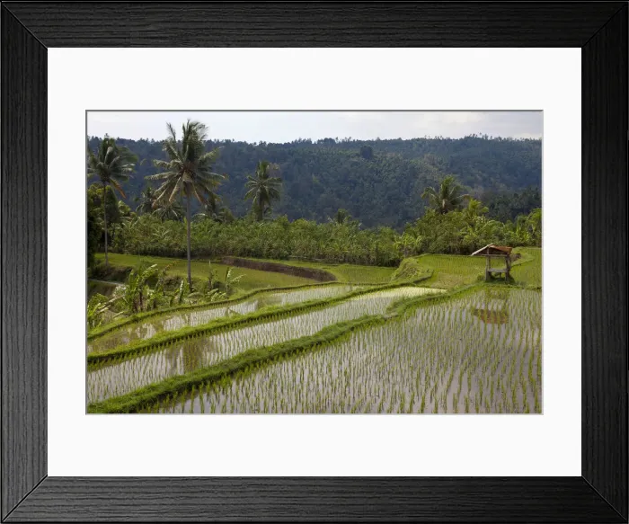 Framed Print : Rice fields near Banjar, North Bali, Bali, Indonesia, Southeast Asia, Asia Framed Print : Rice fields near Banjar, North Bali, Bali, Indonesia, Southeast Asia, Asia