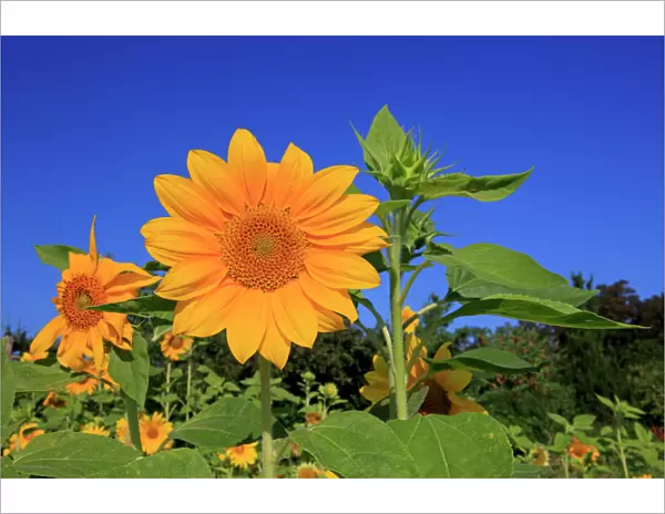 Sunflowers -Helianthus annuus-, flowering, Ellerstadt, Rhineland-Palatinate, Germany