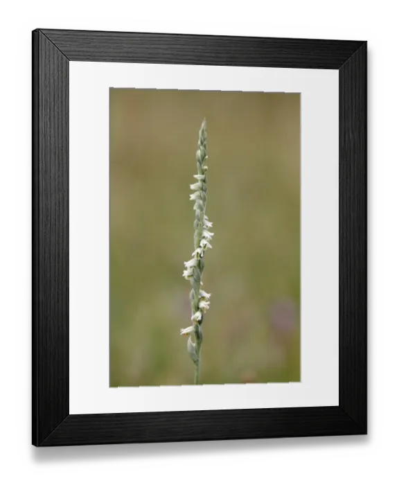 Framed Print : Autumn Ladys-tresses -Spiranthes spiralis-, individual stem, Hesse, Germany, Europe Framed Print : Autumn Ladys-tresses -Spiranthes spiralis-, individual stem, Hesse, Germany, Europe