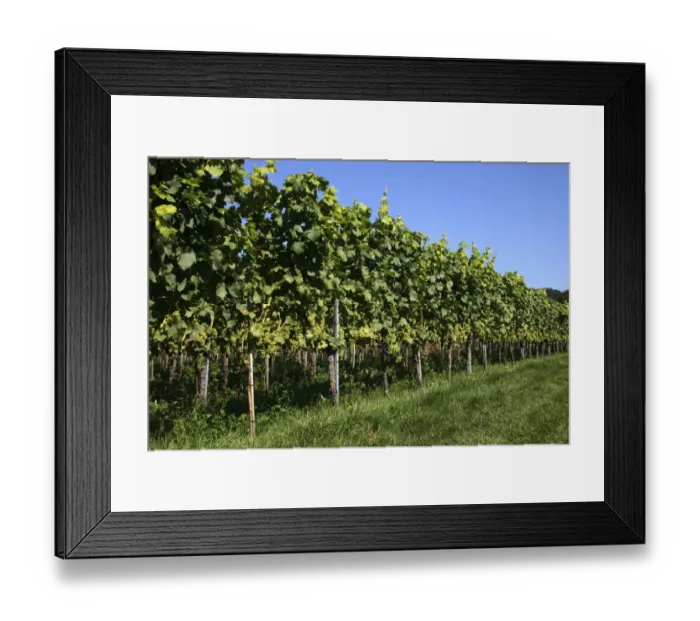 Framed Print : Riesling grapes, grape vines, Hagnau am Bodensee, Bodenseekreis district, Baden-Wuerttemberg, Germany, Europe Framed Print : Riesling grapes, grape vines, Hagnau am Bodensee, Bodenseekreis district, Baden-Wuerttemberg, Germany, Europe