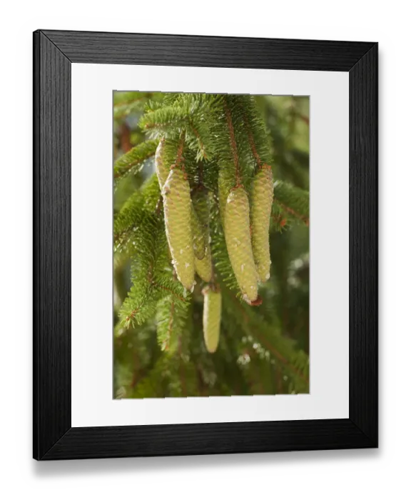 Framed Print : Green cones of Spruce Trees -Picea abies-, Erfurt, Thuringia, Germany Framed Print : Green cones of Spruce Trees -Picea abies-, Erfurt, Thuringia, Germany