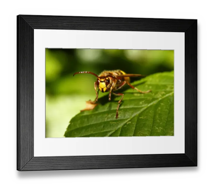 Framed Print : Hornet -Vespa crabro- resting on a leaf, Limburg, Hesse, Germany, Europe Framed Print : Hornet -Vespa crabro- resting on a leaf, Limburg, Hesse, Germany, Europe