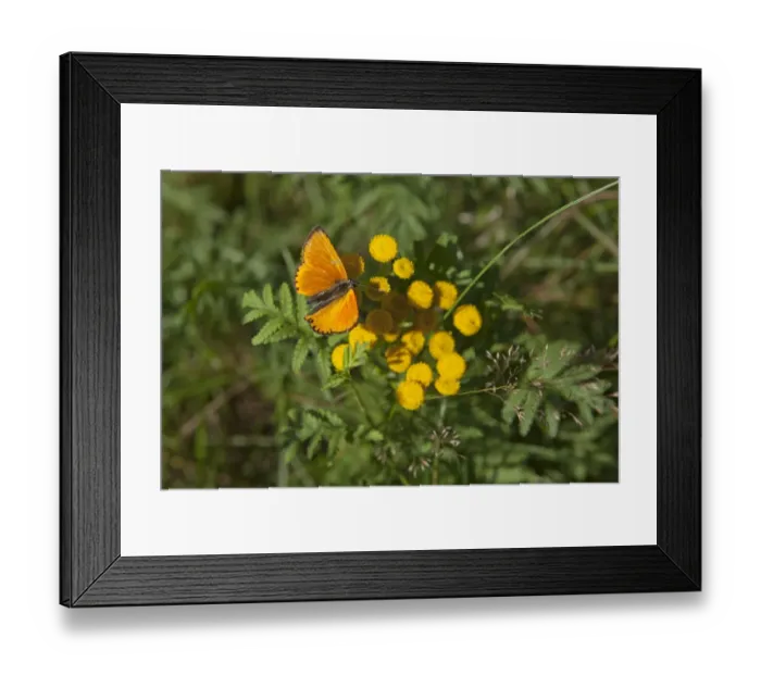 Framed Print : Scarce Copper butterfly -Lycaena virgaureae-, Lueneburg Heath, Lower Saxony, Germany, Europe Framed Print : Scarce Copper butterfly -Lycaena virgaureae-, Lueneburg Heath, Lower Saxony, Germany, Europe