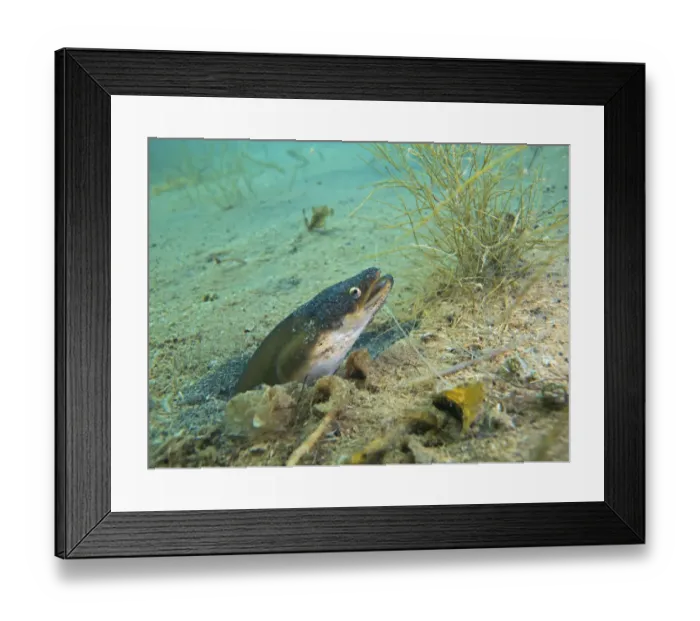 Framed Print : European eel -Anguilla anguilla- looking out of its small cave, Lake Helenesee near Frankfurt an der Oder, Brandenburg, Germany, Europe Framed Print : European eel -Anguilla anguilla- looking out of its small cave, Lake Helenesee near Frankfurt an der Oder, Brandenburg, Germany, Europe