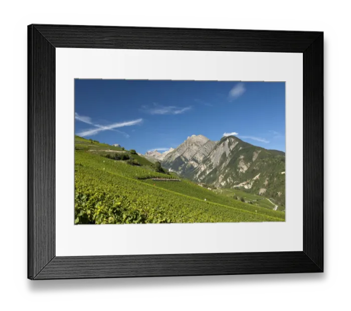 Framed Print : Viticulture terraces, Premploz, Conthey, Canton of Valais, Switzerland