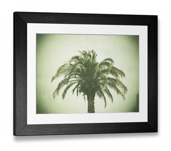 Framed Print : Palm tree, retro look Framed Print : Palm tree, retro look