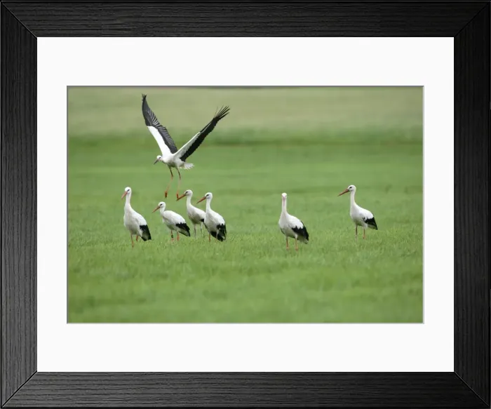 Framed Print : White Storks -Ciconia ciconia-, Allgaeu, Bavaria, Germany, Europe Framed Print : White Storks -Ciconia ciconia-, Allgaeu, Bavaria, Germany, Europe