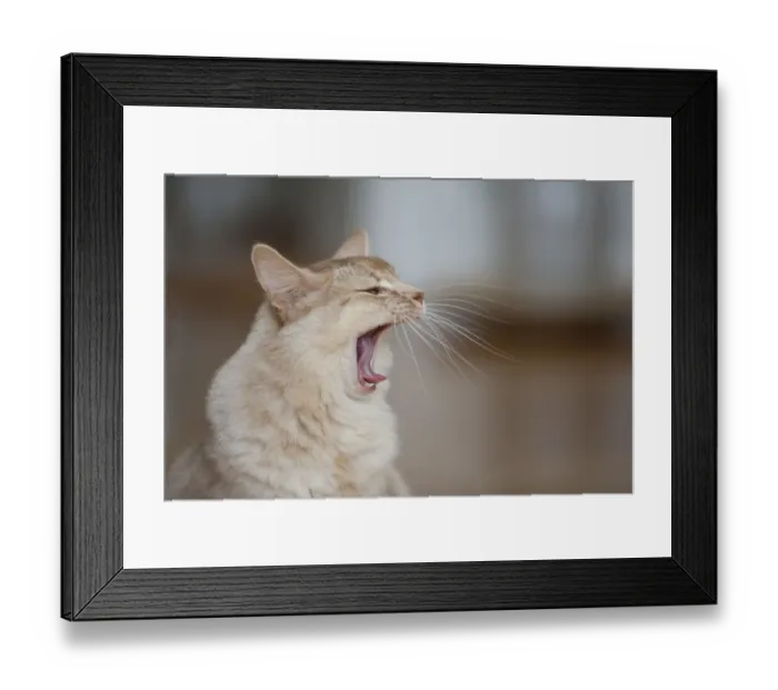 Framed Print : Somali cat, sorrel-silver, portrait, yawning Framed Print : Somali cat, sorrel-silver, portrait, yawning