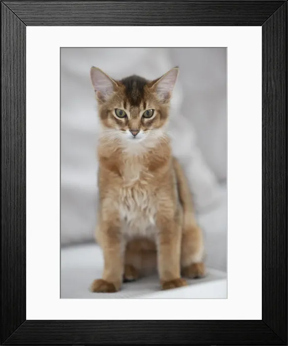Framed Print : Ruddy Somali kitten Framed Print : Ruddy Somali kitten