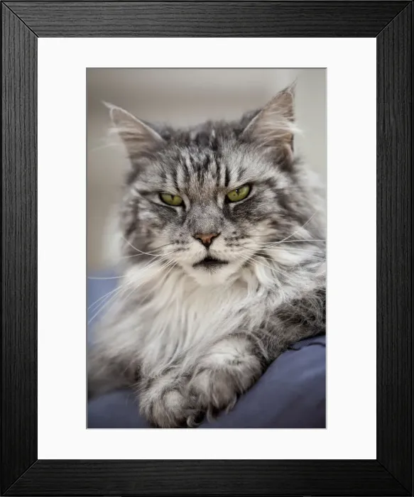 Framed Print : Maine Coon, tomcat, lying on cushion, portrait Framed Print : Maine Coon, tomcat, lying on cushion, portrait
