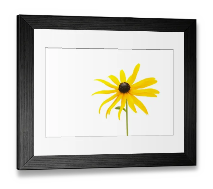 Framed Print : Yellow Coneflower -Rudbeckia fulgida-