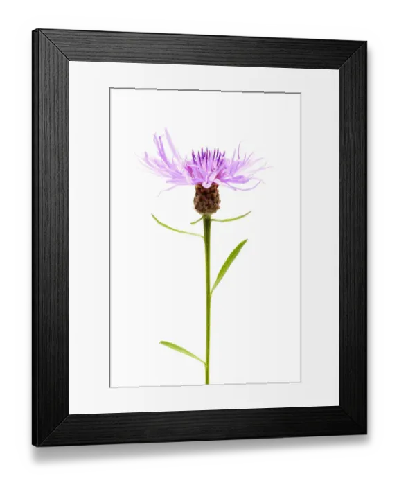 Framed Print : Brownray Knapweed -Centaurea jacea- Framed Print : Brownray Knapweed -Centaurea jacea-