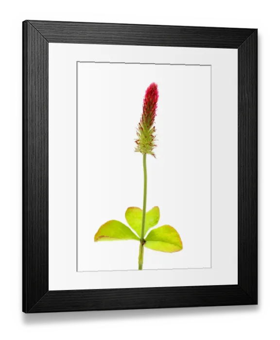 Framed Print : Red Feather Clover -Trifolium rubens- Framed Print : Red Feather Clover -Trifolium rubens-