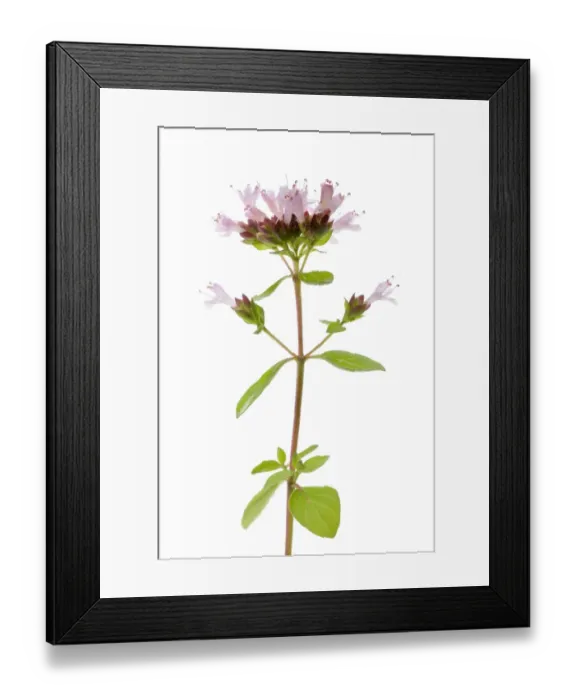 Framed Print : Flowering Oregano -Origanum vulgare- Framed Print : Flowering Oregano -Origanum vulgare-