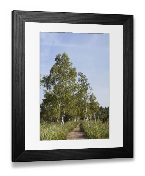 Framed Print : Schoenramer Moor marsh, Petting, Rupertiwinkel, Upper Bavaria, Bavaria, Germany, Europe Framed Print : Schoenramer Moor marsh, Petting, Rupertiwinkel, Upper Bavaria, Bavaria, Germany, Europe