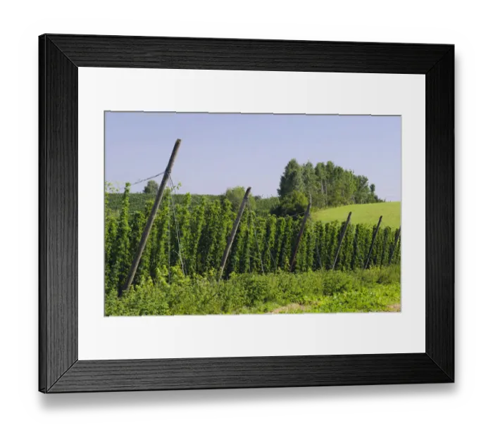 Framed Print : Cultivation of Hops -Humulus lupulus- in the Hallertau area, Mainburg, Bavaria, Germany, Europe Framed Print : Cultivation of Hops -Humulus lupulus- in the Hallertau area, Mainburg, Bavaria, Germany, Europe