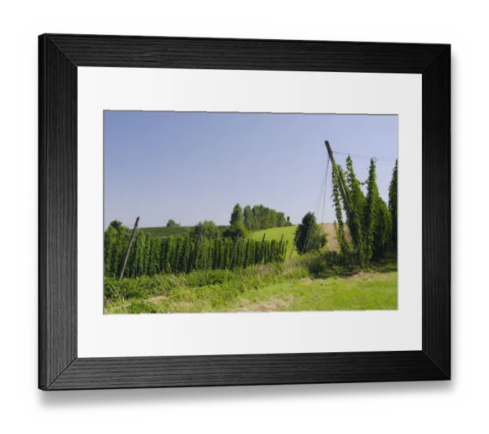 Framed Print : Cultivation of Hops -Humulus lupulus- in the Hallertau area, Mainburg, Bavaria, Germany, Europe Framed Print : Cultivation of Hops -Humulus lupulus- in the Hallertau area, Mainburg, Bavaria, Germany, Europe