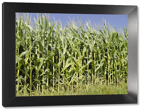 Corn field in the Hallertau area, Mainburg, Bavaria, Germany, Europe