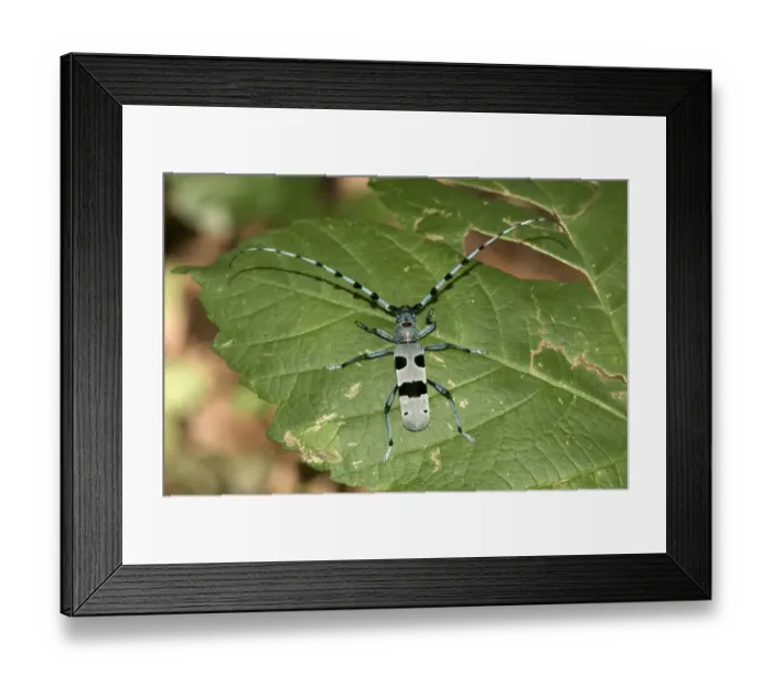 Framed Print : Round-necked Longhorn -Rosalia alpina-, male, Huelben, Swabian Alb, Baden-Wuerttemberg, Germany, Europe Framed Print : Round-necked Longhorn -Rosalia alpina-, male, Huelben, Swabian Alb, Baden-Wuerttemberg, Germany, Europe