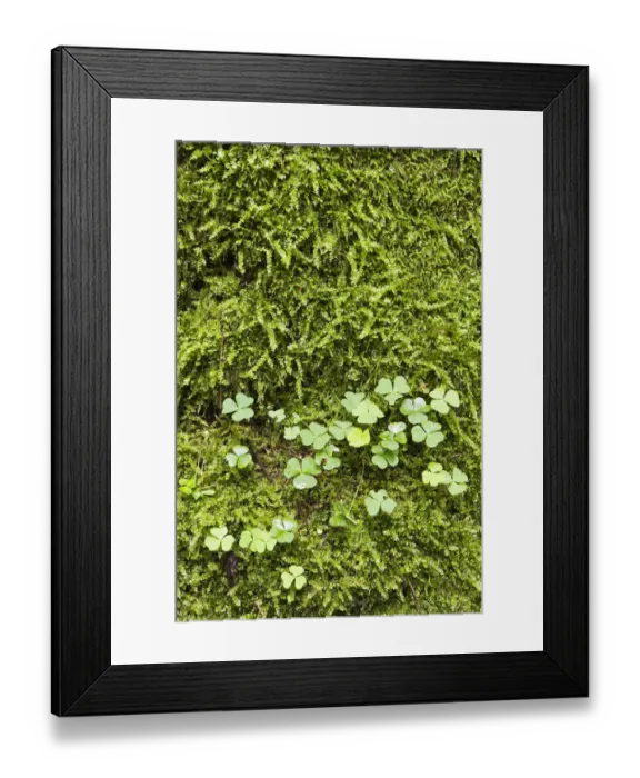 Framed Print : Woodsorrel, Soursob, Wood Sorrel -Oxalis sp. -, Bialowieza Forest, Bialowieza National Park, Poland, Europe Framed Print : Woodsorrel, Soursob, Wood Sorrel -Oxalis sp. -, Bialowieza Forest, Bialowieza National Park, Poland, Europe