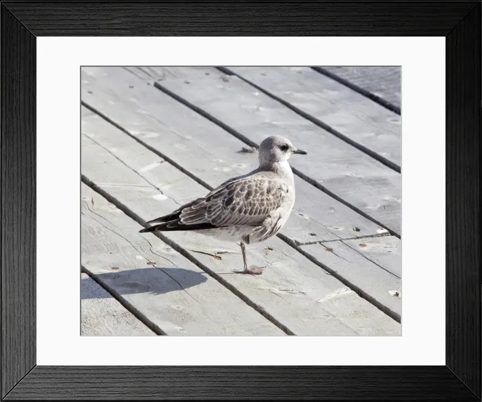 Framed Print : American Herring Gull or Smithsonian Gull -Larus smithsonianus, Larus argentatus-, juvenile, Atlin Lake, British Columbia, BC, Canada Framed Print : American Herring Gull or Smithsonian Gull -Larus smithsonianus, Larus argentatus-, juvenile, Atlin Lake, British Columbia, BC, Canada
