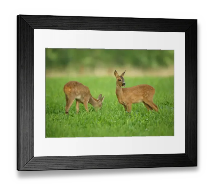 Framed Print : Two Roe Deer -Capreolus capreolus-, fawns, two months, Allgaeu, Bavaria, Germany, Europe Framed Print : Two Roe Deer -Capreolus capreolus-, fawns, two months, Allgaeu, Bavaria, Germany, Europe