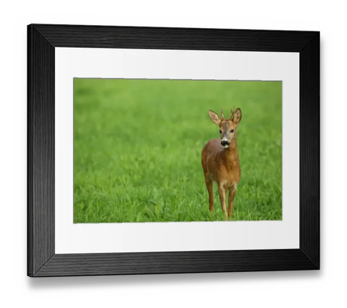Framed Print : Roe Deer -Capreolus capreolus-, young buck, Allgaeu, Bavaria, Germany, Europe Framed Print : Roe Deer -Capreolus capreolus-, young buck, Allgaeu, Bavaria, Germany, Europe