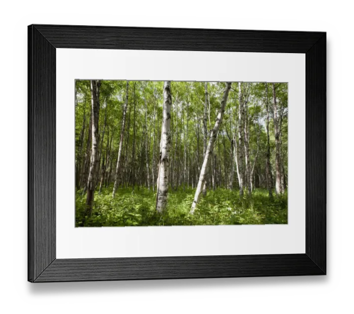 Framed Print : Birch forest, Alaska, United States Framed Print : Birch forest, Alaska, United States