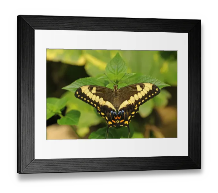 Framed Print : Common Lime Butterfly or Citrus Swallowtail -Papilio demoleus-, tropical butterfly, Australia Framed Print : Common Lime Butterfly or Citrus Swallowtail -Papilio demoleus-, tropical butterfly, Australia