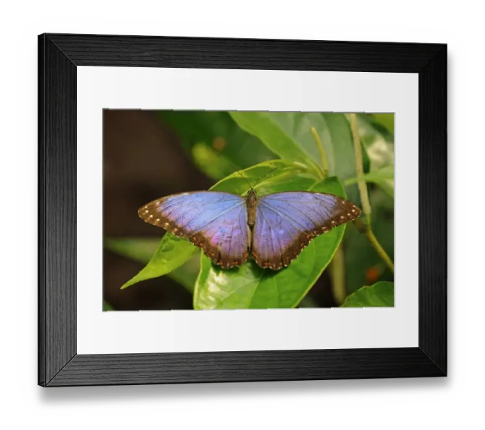 Framed Print : Peleides blue morpho -Morpho peleides-, habitat Mexico, North America Framed Print : Peleides blue morpho -Morpho peleides-, habitat Mexico, North America