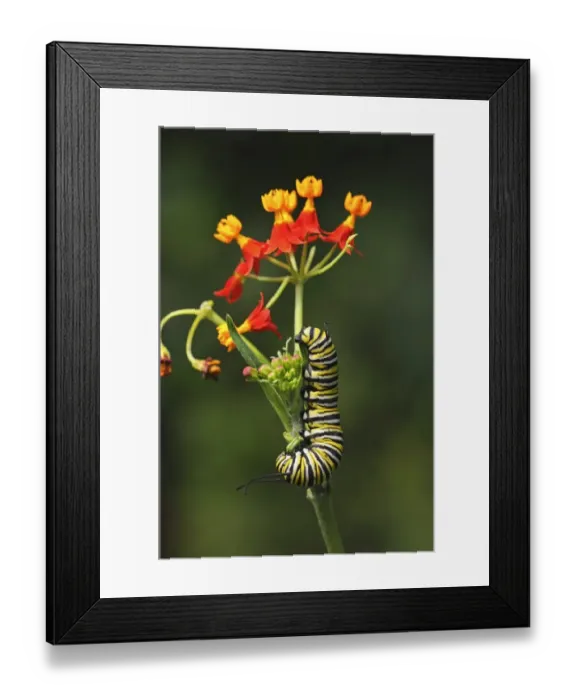 Framed Print : Caterpillar of a monarch butterfly -Danaus plexippus-, eating flower buds of Mexican butterfly weed -Asclepias curassavica-, habitat USA Framed Print : Caterpillar of a monarch butterfly -Danaus plexippus-, eating flower buds of Mexican butterfly weed -Asclepias curassavica-, habitat USA
