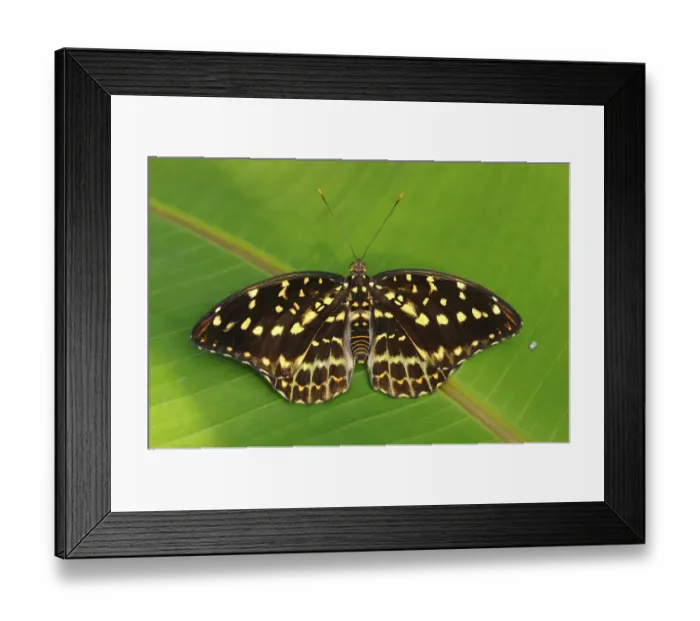 Framed Print : Archduke -Lexias dirtea-, tropical butterfly, habitat Thailand, Asia Framed Print : Archduke -Lexias dirtea-, tropical butterfly, habitat Thailand, Asia