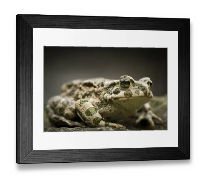 Framed Print : European Green Toad -Bufo viridis-, Rerik, Rerik, Mecklenburg-Western Pomerania, Germany Framed Print : European Green Toad -Bufo viridis-, Rerik, Rerik, Mecklenburg-Western Pomerania, Germany